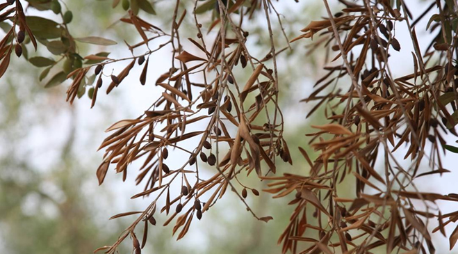 BU HASTALIK ZEYTİN AĞAÇLARINI ÖLDÜRÜYOR