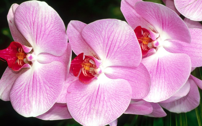 TÜRKİYE NİN ORKİDESİ ÇUKUROVA DAN