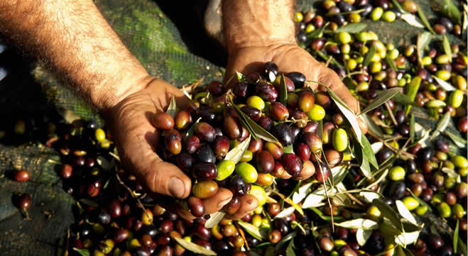 TÜRK ZEYTİNİ YURTDIŞINDA TANITILACAK