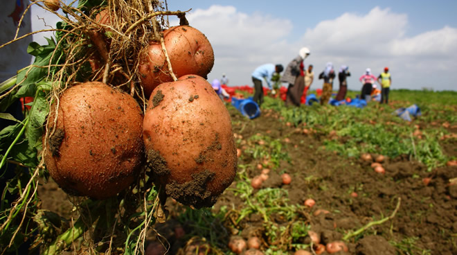 PATATES ÜRETİCİSİ DESTEK BEKLİYOR