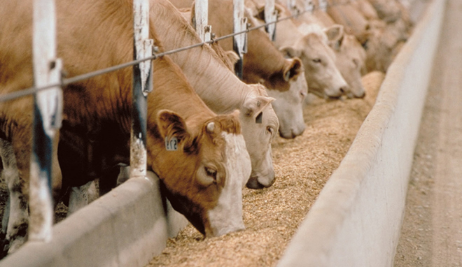 BESİCİLERE SAĞLIKLI YEM UYARISI