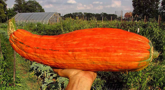 800 YILLIK TOHUM YENİDEN FİLİZLENDİ