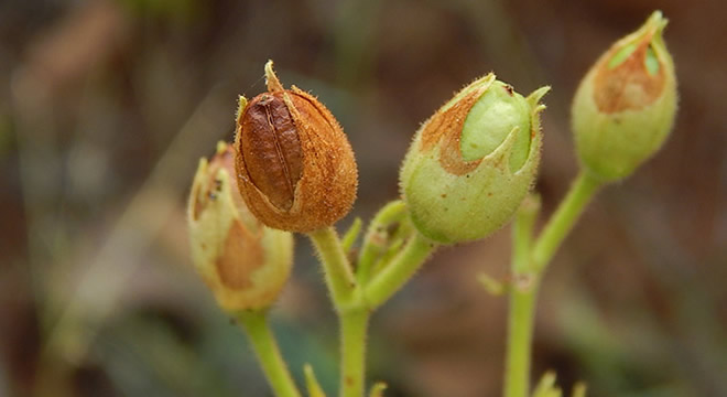 TÜTÜN TOHUMU ARTIK İHRAÇ EDİLEBİLECEK