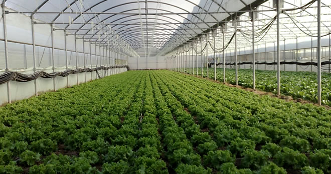 SERA ÜRETİCİLERİNE DÜŞÜK FAİZLİ KREDİ DESTEĞİ