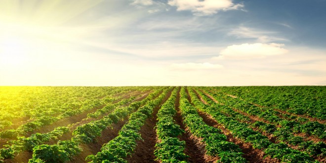 TARIM OVALARI SİT ALANI OLUYOR