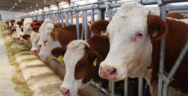 ŞAP HASTALIĞINA BAKANLIKTAN ÇARE GELDİ