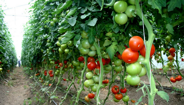 SERACILIK YAPANLARA FAİZSİZ KREDİ DESTEĞİ GELİYOR