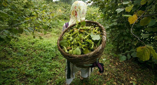 TÜRKİYE FINDIK İHRACATINDA ÇITAYI YÜKSELTTİ