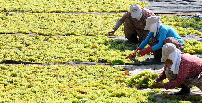 TARIMDA İSTİHDAM GEÇEN YILA GÖRE 200 BİN ARTTI