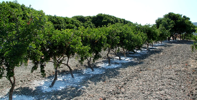 SAKIZ AĞAÇLARI İÇİN GEN KORUMA SAHASI KURULDU