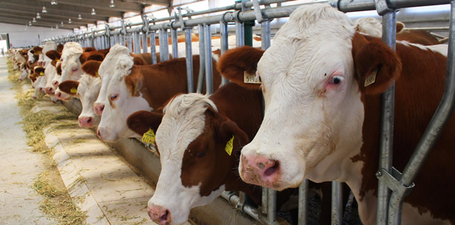 KORKUTAN HASTALIK GERİ DÖNDÜ