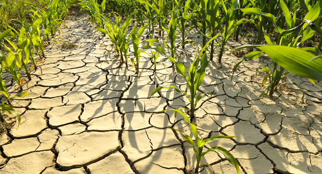 TARIMDA KURAKLIK TEHLİKESİ ÇİFTÇİYİ DÜŞÜNDÜRÜYOR