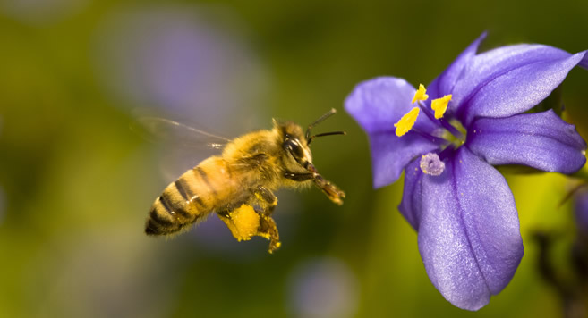 ARILAR OLMAZSA İNSANLIK ANCAK 4 YIL YAŞAYABİLİR