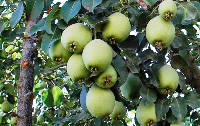 TÜRKİYE NİN MEŞHUR ARMUDU MARKALAŞMA YOLUNDA