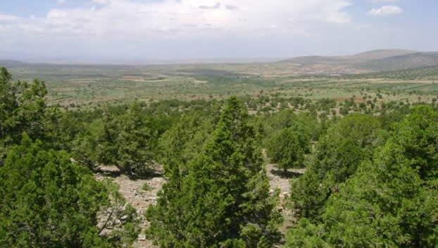 AĞACI DEVLET DİKECEK ÜRÜNÜ KÖYLÜ TOPLAYACAK