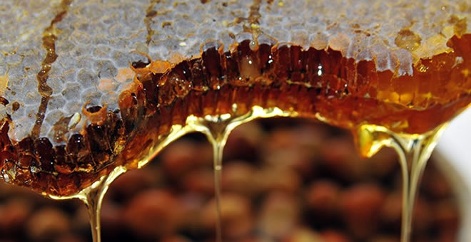 TÜRK BALINA İTALYA DAN ALTIN MADALYA GELDİ