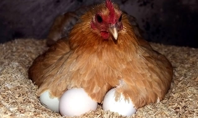 TAVUKLAR YUMURTALARINDA İLAÇ ÜRETECEK