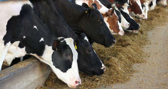 ŞAP HASTALIĞI HIZLA YAYILIYOR