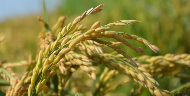 ÇELTİK ALIM FİYATLARI BELLİ OLDU