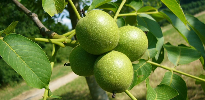 VAN DA SOĞUĞA DAYANIKLI CEVİZ YETİŞTİRİLECEK