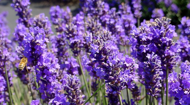 BURDUR DA KÖYLÜLER LAVANTA EKECEK