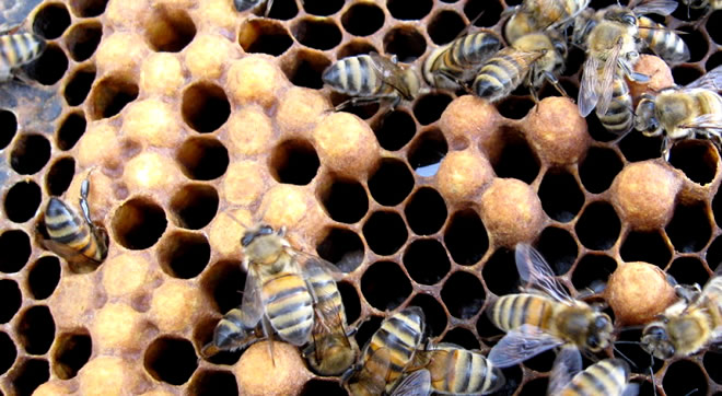 ARILAR ÜRETİYOR ONLAR HASAT EDİYOR