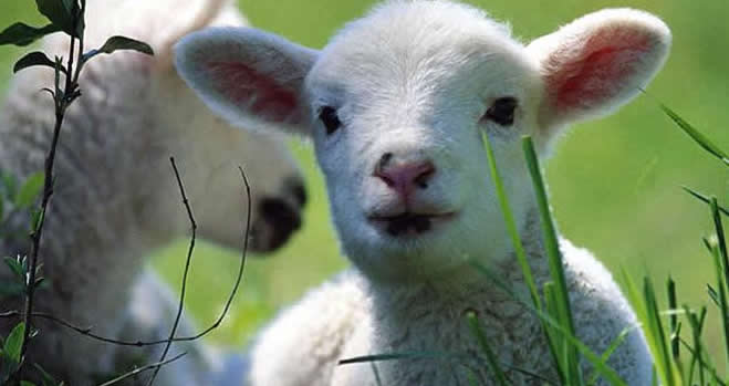 KORUMA ALTINA ALINAN KOYUN IRKI MARKALAŞMA YOLUNDA