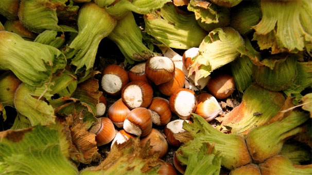 FINDIK FİYATLARI YENİDEN YÜKSELİŞTE