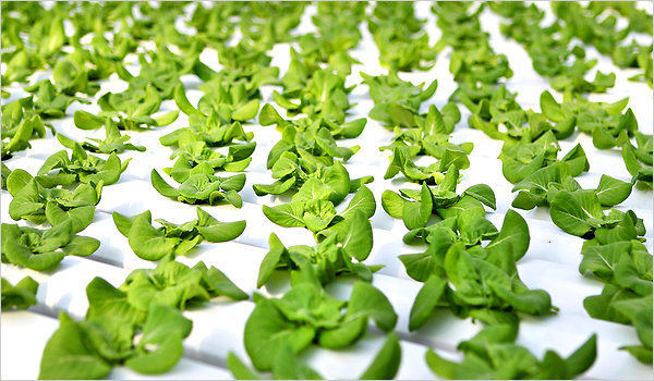 TOPRAKSIZ TARIM ÇİFTÇİYE UMUT OLUYOR