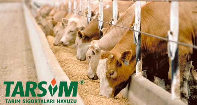 ŞAPTAN DERTLİ ÜRETİCİYE TARSİM DESTEĞİ