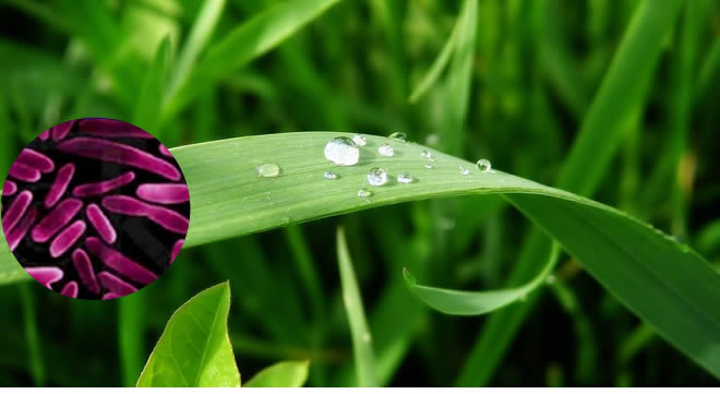 BAKTERİLER BİTKİLERİN DİRENCİNİ ARTTIRIYOR MU