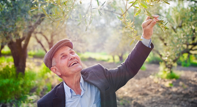 ZEYTİN ÜRETİCİSİNE ÖDEME MÜJDESİ