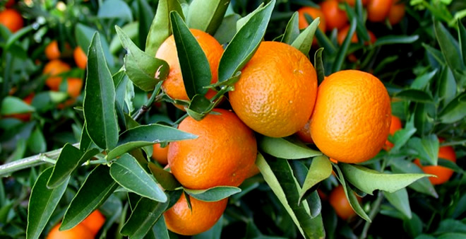 TÜRKİYE DEN GİDEN ÜRÜNLERİ ALMAYAN RUSYA NARENCİYELERİ SURİYE DEN ALACAK