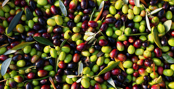 MARMARABİRLİK ÜRETİCİ HAVUZUNDAN ZEYTİN ALACAK