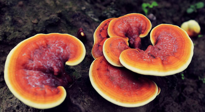 ÖLÜMSÜZLÜĞÜN KAYNAĞI KAZDAĞLARI NDAN ÇIKTI