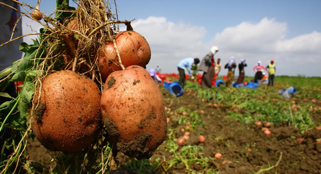 PATATES FİYATLARI MALİYETİNİN ALTINA DÜŞTÜ