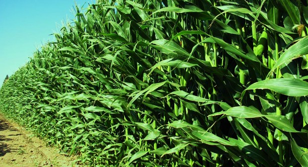 MISIR EKİMİNE SINIR YASAĞI GETİRİLDİ