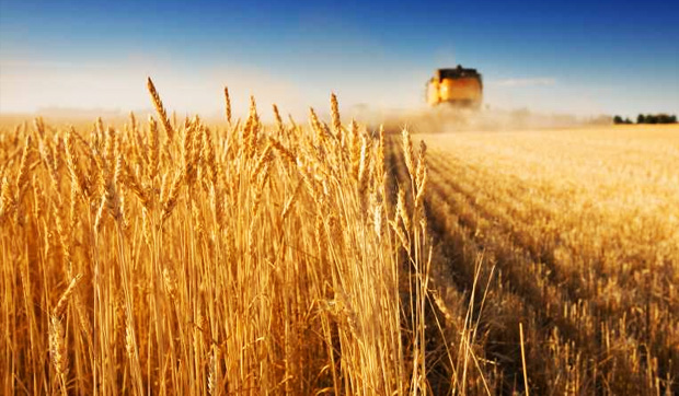 BİZE 50 MİLYON TL VEREBİLİR MİSİNİZ