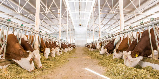 HAYVANCILIK DESTEKLEMELERİNDE SON BAŞVURU TARİHİNE DİKKAT