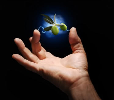 Zeytinyağı Atıklarından Elektrik Üretiliyor