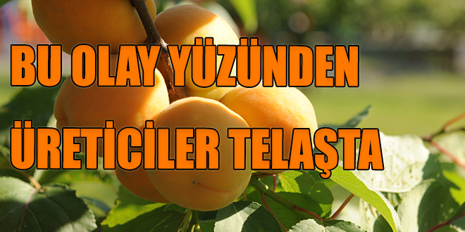Bu Olay Yüzünden Üreticiler Telaşta