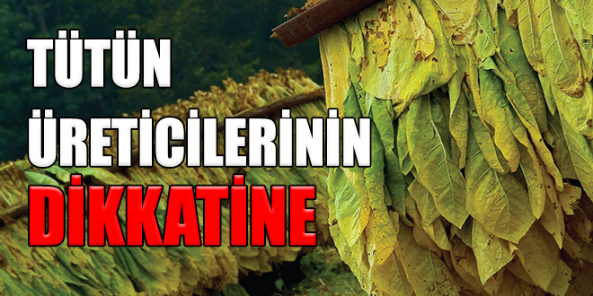 Tütün üreticilerinin dikkatine