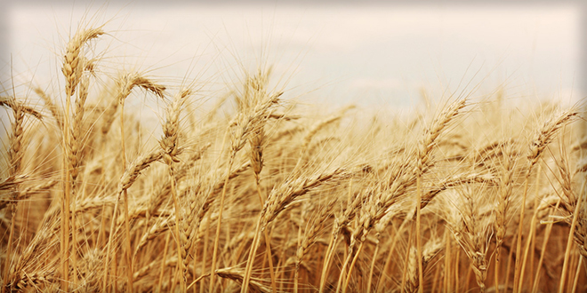 BUĞDAYI 1 MİLYON FAYDALI BÖCEK KORUYACAK