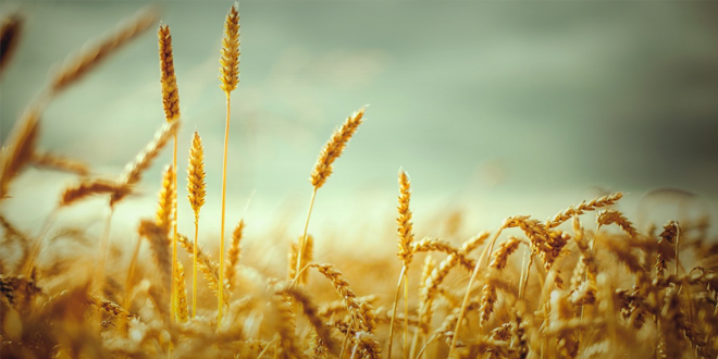 BUĞDAYA DESTEK EDİRNEDEN