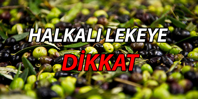 ZEYTİNDE HALKALI LEKE MÜCADELESİ