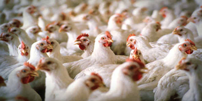 KANATLI SEKTÖRÜ KORKU İÇİNDE