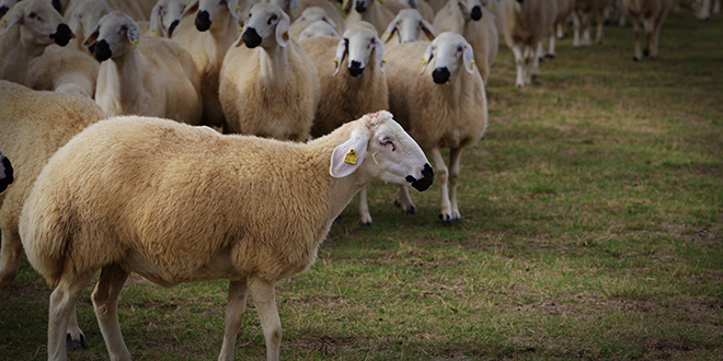 DAMIZLIK KOÇ DAĞITIMI YAPILDI