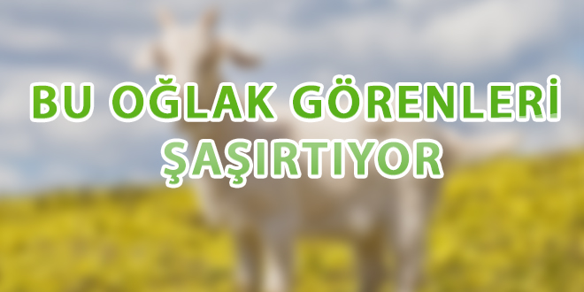 BU OĞLAK GÖRENLERİ ŞAŞIRTIYOR