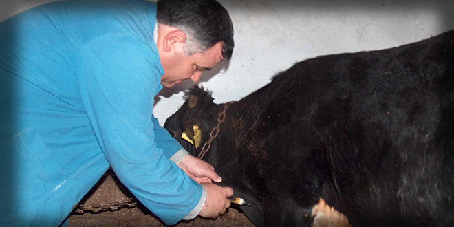 ŞAP HASTALIĞINA KARŞI ŞAP AŞISI KAMPANYASI BAŞLATILDI