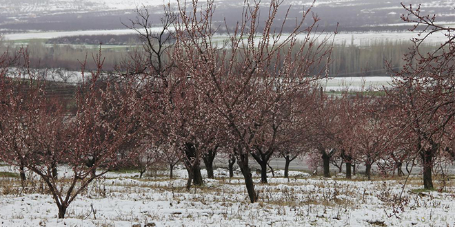 KAYISI FINDIK GİBİ ÜRÜNLER BU YIL DA DONDAN ZARAR GÖRDÜ